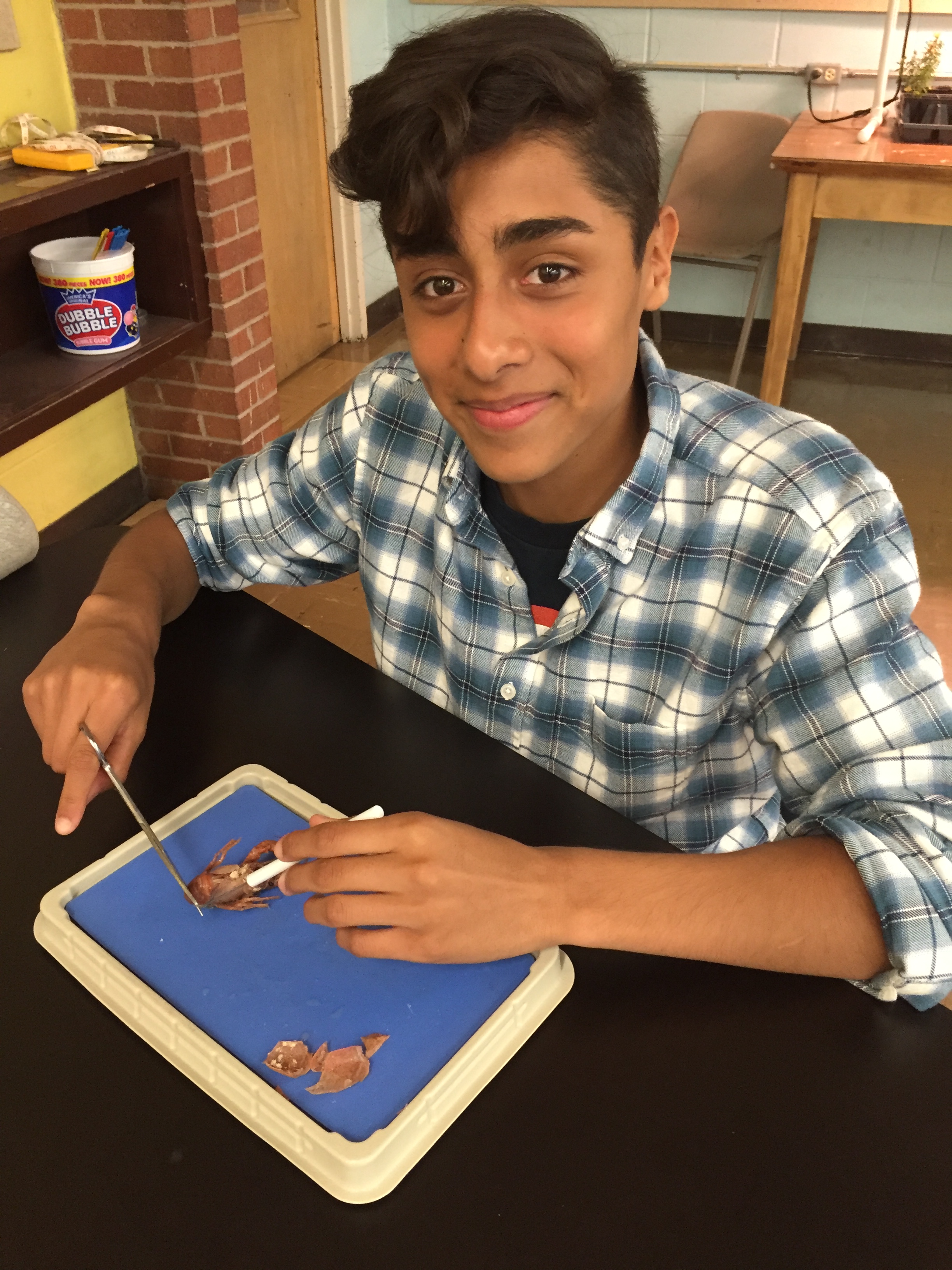 Dissecting a crawfish in biology